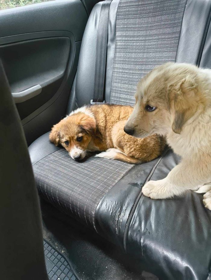 HULK - Chiot mâle croisé Berger Roumain de grande taille à l'âge adulte - Née environ en Mai 2024 - Refuge de Monica- Réservé à l'adoption par Laurence en France ( département 46) 45619913