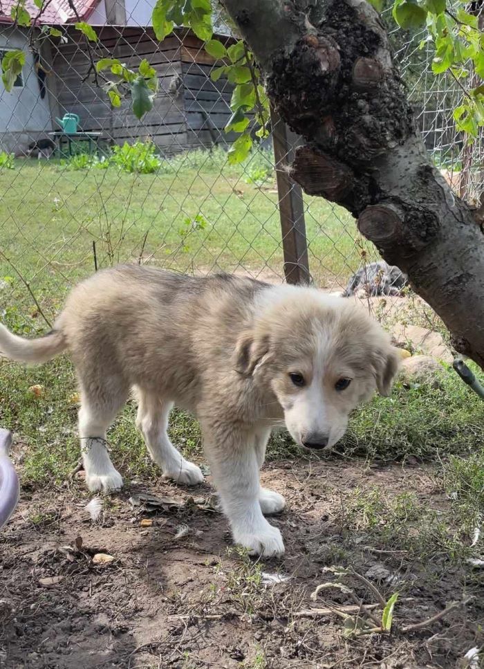 ALFRED (ex HULK) - Chiot mâle croisé Berger Roumain de grande taille à l'âge adulte - Née environ en Mai 2024 - Refuge de Monica - Adopté par Marielle en France (département 83) 45621810