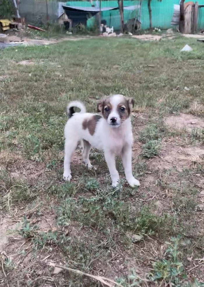 INDIANA (ex DOUCETTE) - Chiot femelle croisée de taille moyenne à l'âge adulte - Née environ en Mai 2024 - Refuge de Monica - Adoptée par Florence en France (département 28) 45624610