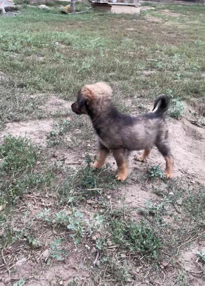 laranja - LARANJA - Chiot femelle croisée de taille petite à moyenne à l'âge adulte - Née environ en Mai 2024 - Refuge de Monica 45636010