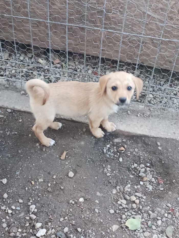 LILOU (ex ALICIA) - Chiot femelle croisée de petite taille à l'âge adulte - Née environ en Mai 2024 - Refuge d'Aurelia- Réservée à l'adoption par Laura en Belgique  45678911