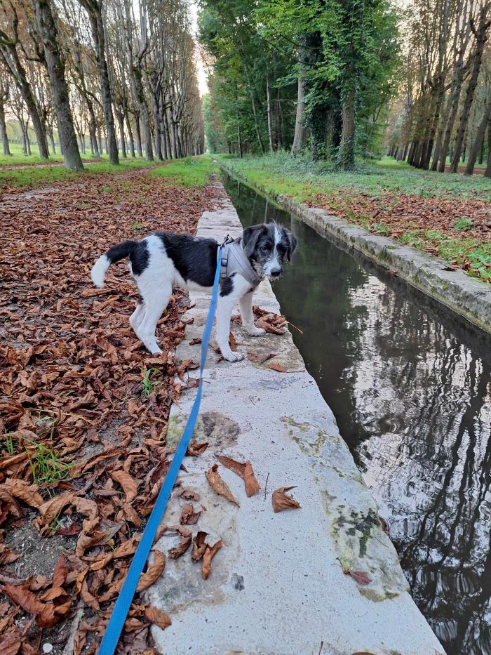 GUS (TITUS) - Chiot mâle croisé de taille petite à moyenne à l'âge adulte - Né environ en Avril 2024 - Refuge d'Aurelia - En famille d'accueil chez Sandra en France ( département 77 ) 45690910