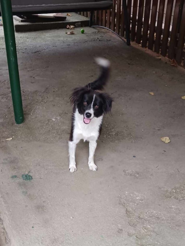 NINA (ex JOSEFINA) - Femelle croisée de taille petite à moyenne (9,10 kg) - Née environ en Juin 2022 - Refuge d'Aurelia - Adoptée par Charlotte en Belgique 45703610