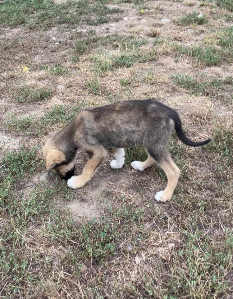 CRESSON - Chiot mâle croisé de taille moyenne à l'âge adulte - Né environ en Mai 2024 - Refuge de Monica  45725915