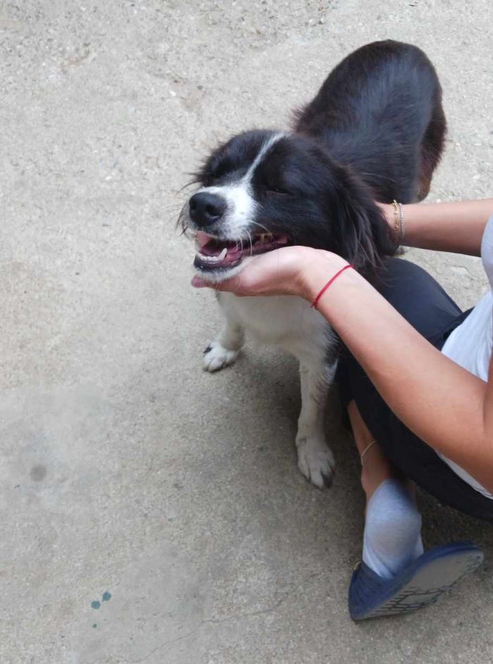 NINA (ex JOSEFINA) - Femelle croisée de taille petite à moyenne (9,10 kg) - Née environ en Juin 2022 - Refuge d'Aurelia - Adoptée par Charlotte en Belgique 45737112