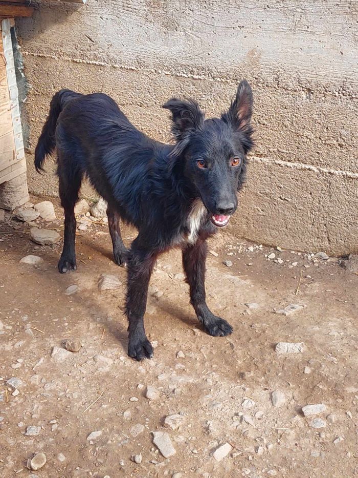 ALEGRIA - Chiot femelle croisée de taille moyenne à l'âge adulte - Née environ en Mars 2024 - Refuge de Monica 45787311