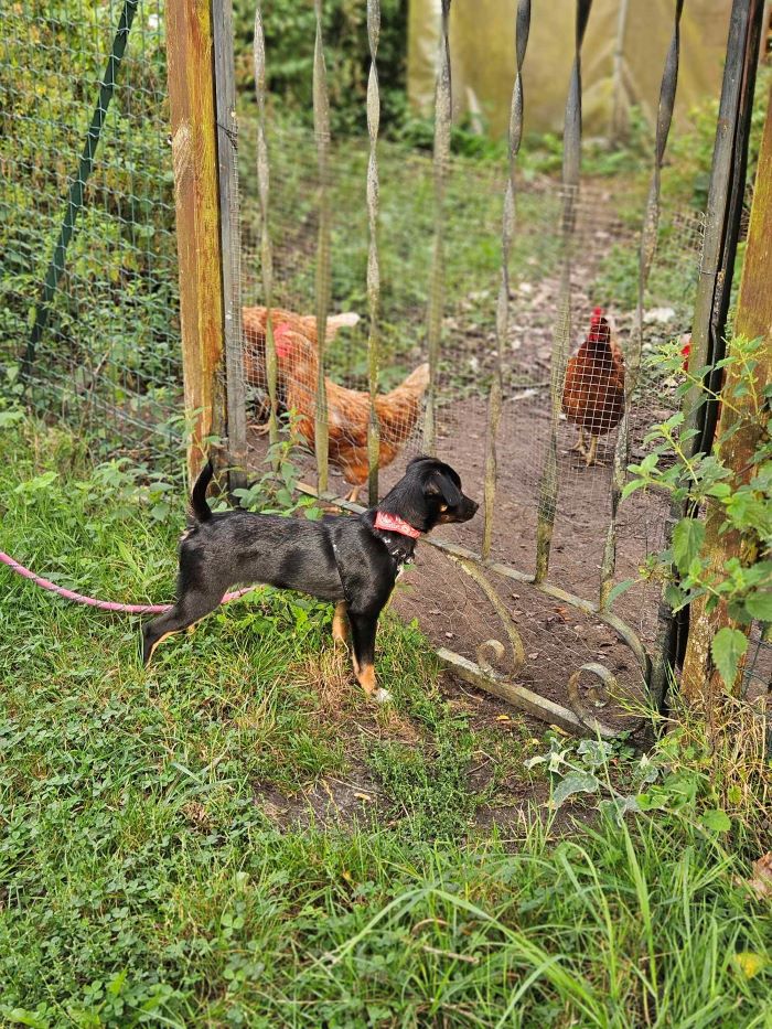 BIDOUILLE (ex AUGUSTE) - Chiot mâle croisé de petite taille à l'âge adulte - Né environ en Mars 2024 - Refuge d'Aurelia - Adopté par Isabelle en France ( département 69) 45808810