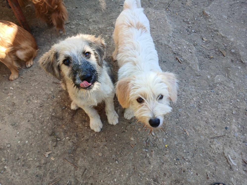 NOUGAT - Chiot mâle croisé de petite taille à l'âge adulte - Né environ en Janvier 2024 - Refuge de Luminita 45843910