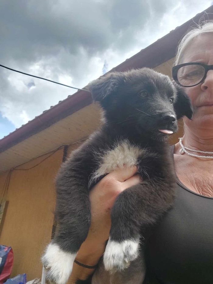 CHICORÉE - Chiot femelle croisée de taille moyenne à l'âge adulte - Née environ en Mai 2024 - Refuge de Monica 45875110