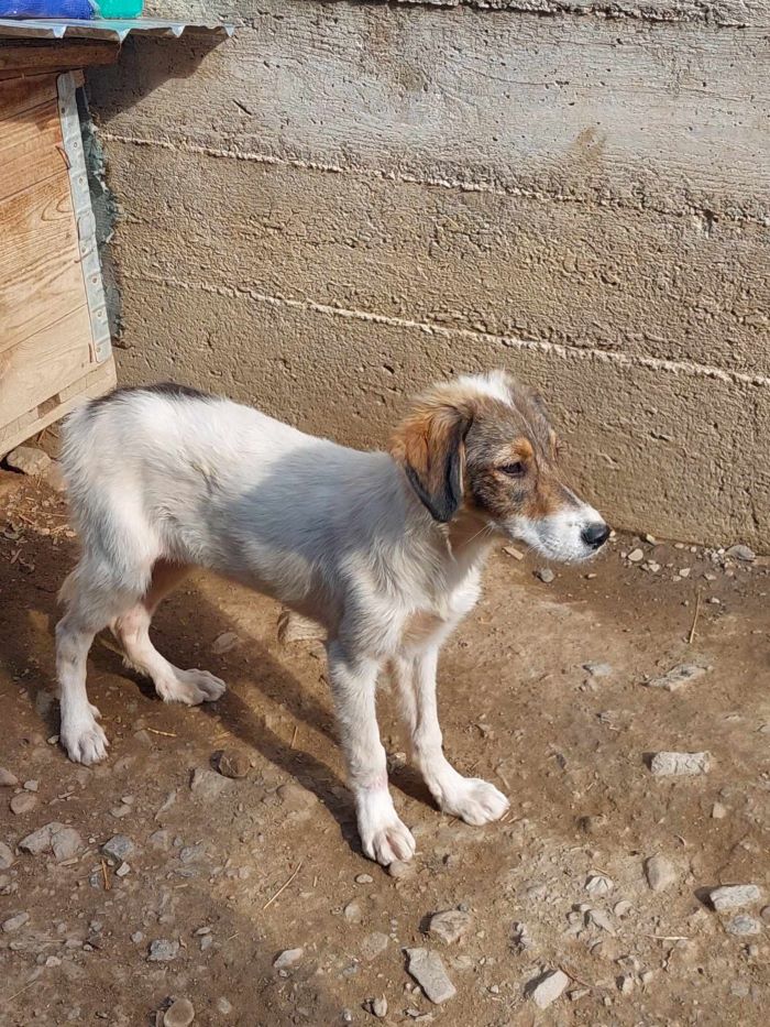 VANILLE (ex CHAPI) - Chiot femelle croisée de taille moyenne à l'âge adulte - Née environ en Mars 2024 - Refuge de Monica- Réservée à l'adoption par Nathalie en France ( département 27) 45897114