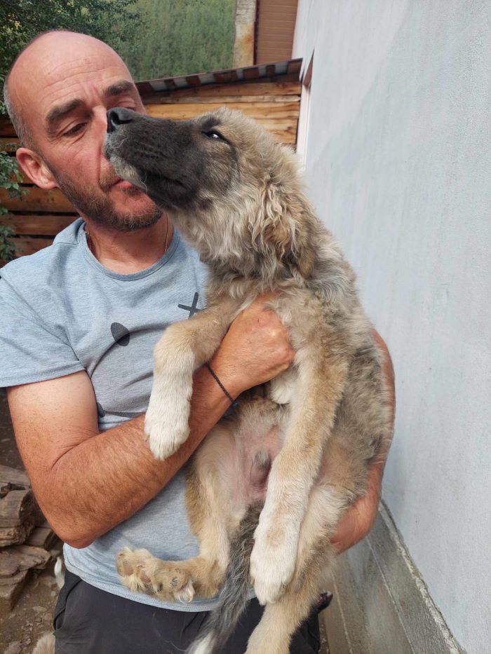 kibito - KIBITO - Chiot mâle croisé Berger Roumain de grand taille à l'âge adulte - Né environ en Mars 2024 - Refuge de Monica 45898211