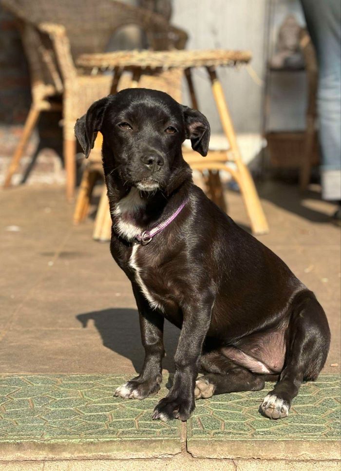 lollipop - LOLLIPOP - Chiot femelle croisée de petite taille à l'âge adulte - Née environ en Mars 2024 - Refuge de Ozana - En famille d'accueil chez Anaïs en Belgique ( Province de Namur ) 45901512