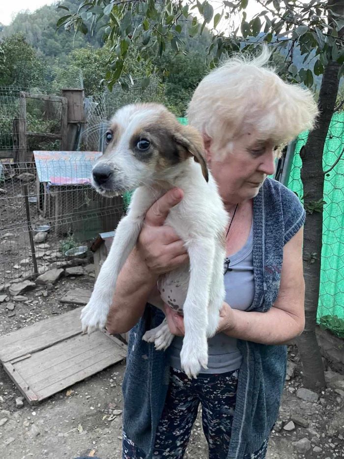 ROQUETTE - Chiot femelle croisée de taille moyenne à l'âge adulte - Née environ en Mai 2024 - Refuge de Monica - Réservée à l'adoption par Manon en France ( département 44 ) 45902211