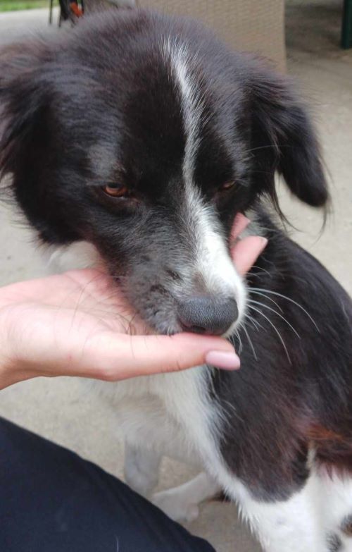 NINA (ex JOSEFINA) - Femelle croisée de taille petite à moyenne (9,10 kg) - Née environ en Juin 2022 - Refuge d'Aurelia - Adoptée par Charlotte en Belgique 45918610