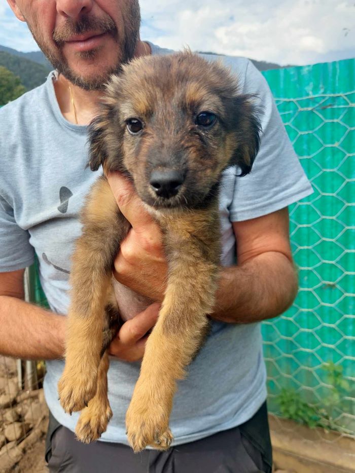 laranja - LARANJA - Chiot femelle croisée de taille petite à moyenne à l'âge adulte - Née environ en Mai 2024 - Refuge de Monica 45920910