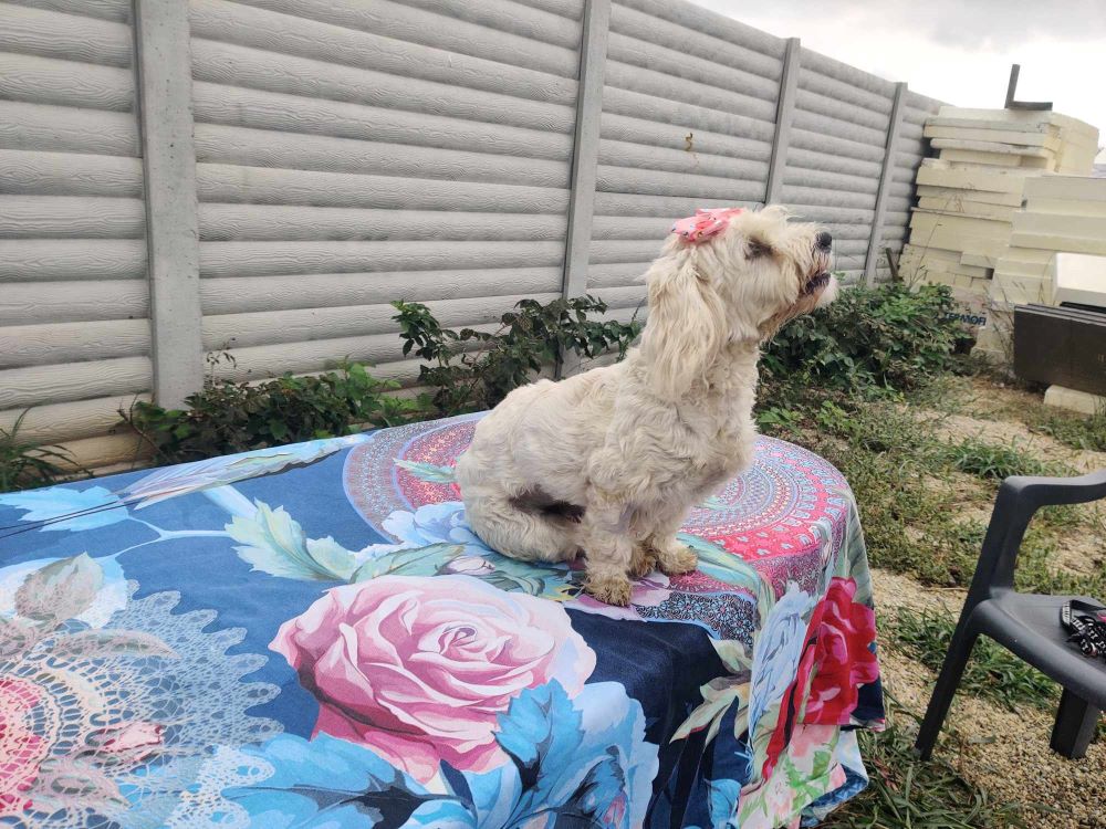 lola - LOLA - Femelle croisée Bichon de petite taille - Née environ en 2022 - Refuge de Ozana 45925511