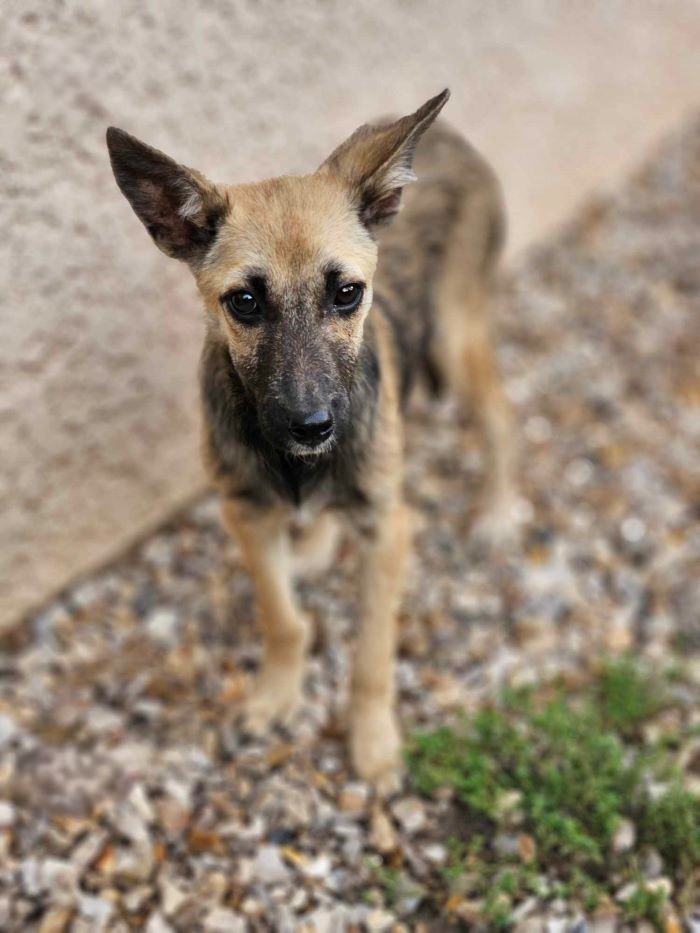 CANDY - Chiot femelle croisée de taille petite à l'âge adulte - Née environ en Mars 2024 - Refuge de Monica - En famille d'accueil chez Nelly en France (dpt 28) 45944410