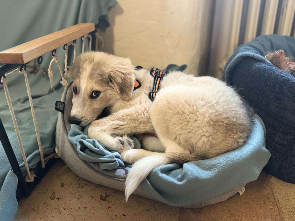 ALFRED (ex HULK) - Chiot mâle croisé Berger Roumain de grande taille à l'âge adulte - Née environ en Mai 2024 - Refuge de Monica - Adopté par Marielle en France (département 83) 46090910