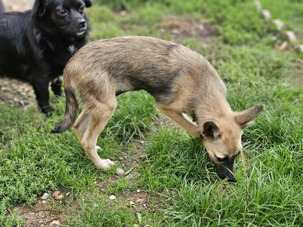 CANDY - Chiot femelle croisée de taille petite à l'âge adulte - Née environ en Mars 2024 - Refuge de Monica - En famille d'accueil chez Nelly en France (dpt 28) 46094110