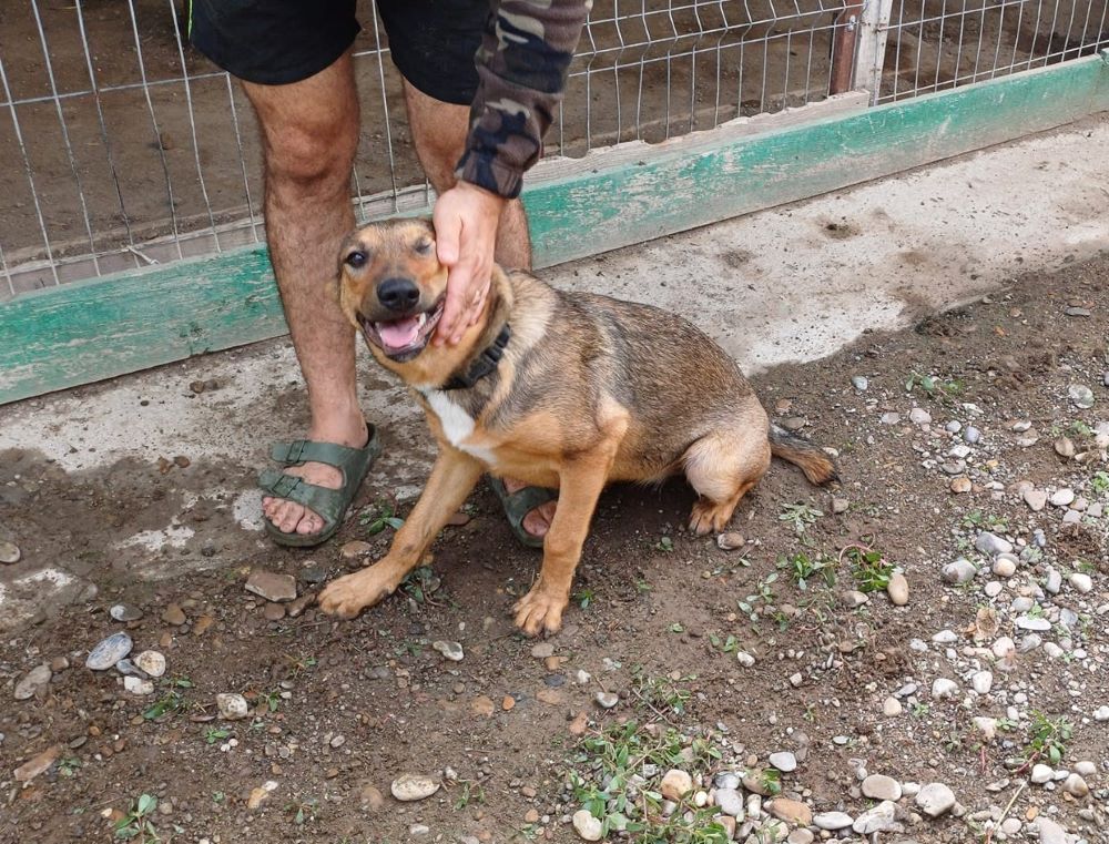 LARA - Chiot femelle croisée de taille moyenne à grande à l'âge adulte - Née environ en Février 2024 - Refuge de Oana 46119610