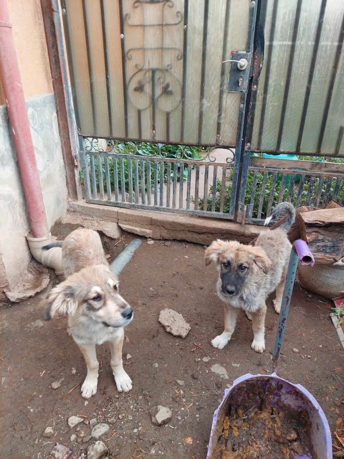 KIBITO - Chiot mâle croisé Berger Roumain de grand taille à l'âge adulte - Né environ en Mars 2024 - Refuge de Monica 46165010