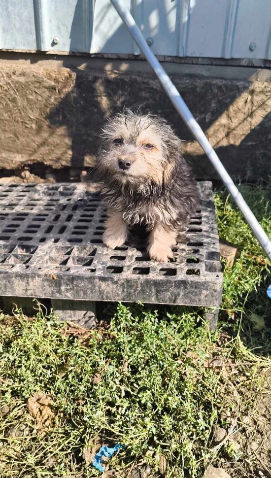 HAPPY (ex DYSON) - Chiot mâle croisé de petite taille à l'âge adulte - Né environ en Mai 2024 - Refuge de Monica - Adopté par Patricia en France  46207012