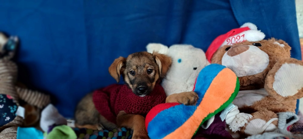 AMMY (Amy) - Chiot femelle croisée de taille moyenne à l'âge adulte - Née environ en Juin 2024 - Refuge de Oana 46428910