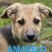 Association Happy Together Amarel16
