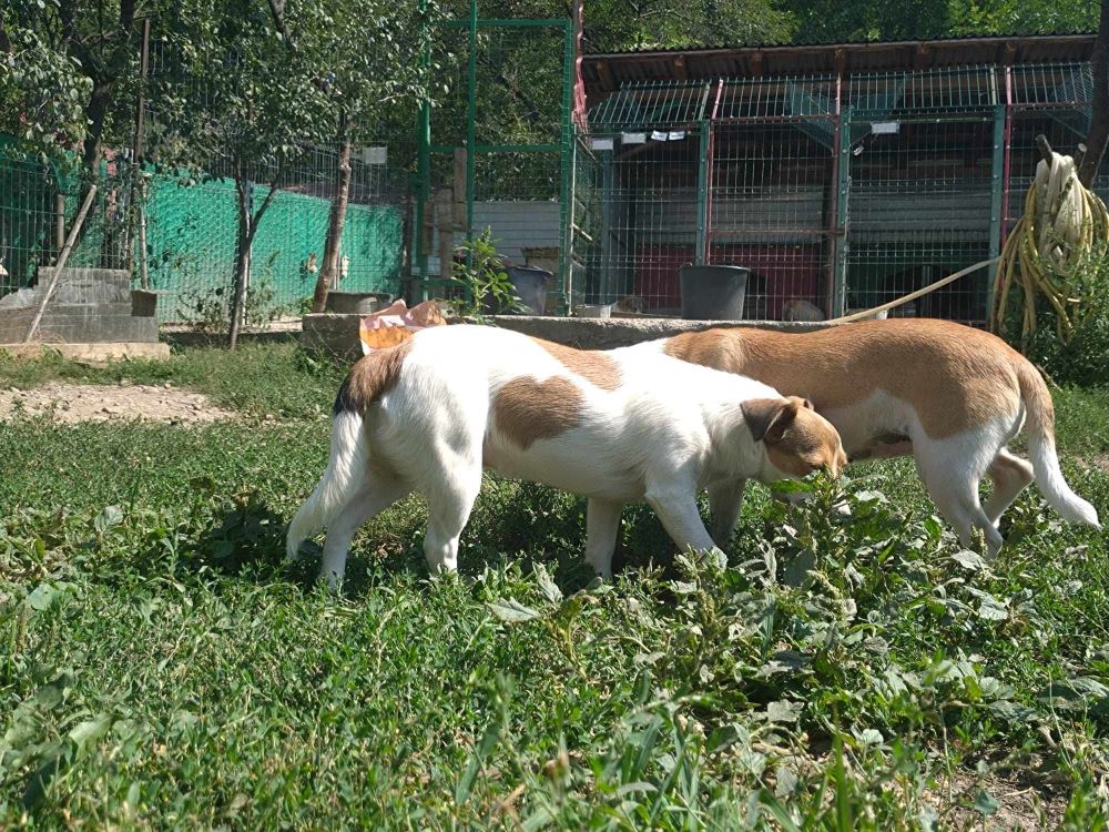 CACAHUETE - Chiot femelle croisée de petite taille à l'âge adulte - Née environ en Octobre 2023 - Refuge de Monica- Réservée à l'adoption par Christian en France ( département 13) B9e33910