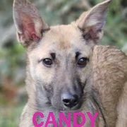 Association Happy Together Candy15