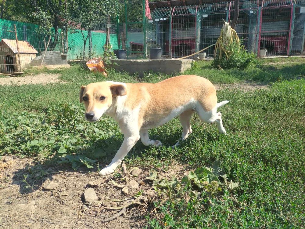 CAJOU - Femelle typée Jack Russel de petite taille (10 kg) - Née environ en 2022 - Refuge de Monica Ddfed310