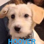 Association Happy Together Hoover14