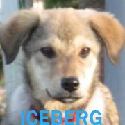Association Happy Together Iceber14