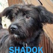 Association Happy Together Shadok11