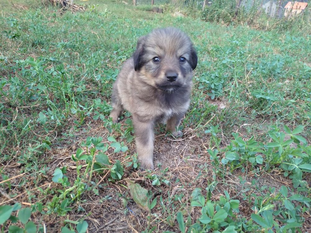 SUCRINE - Chiot femelle croisée de taille moyenne à l'âge adulte - Née environ en Mai 2024 - Refuge de Monica - Adoptée par Melissa en France (département 63) Whatsa74