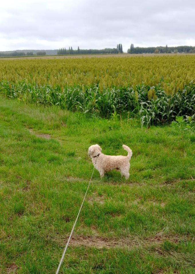 MILU - Mâle croisé Bichon de petite taille à l'âge adulte - Né environ en 2017 - Refuge de Monica - Adopté par Joëlle en France ( département 78 ) Whatsa78