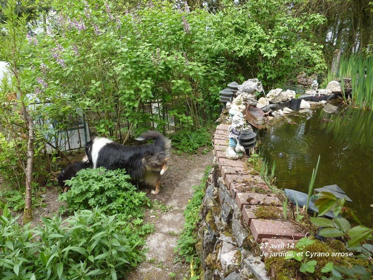 2014. Dans ma prairie. 2015. oiseaux, renards, chats, nénuphars... Cyrano. Jardin10