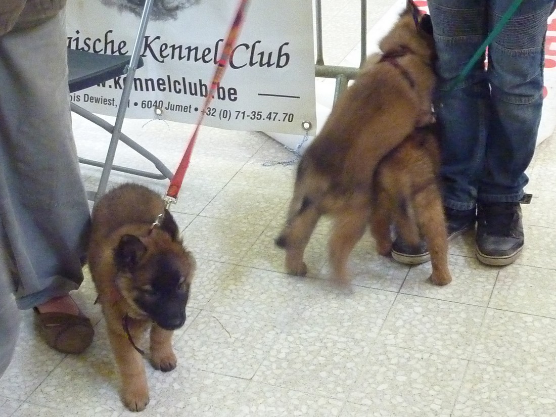 Une Alliance canine (non FCI)  que je ne connaissais pas! PHOTOS Kennel28