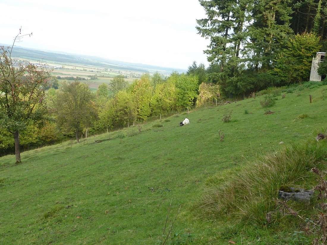 le bonheur est dans le pré: 18 octobre 13. Shets_20