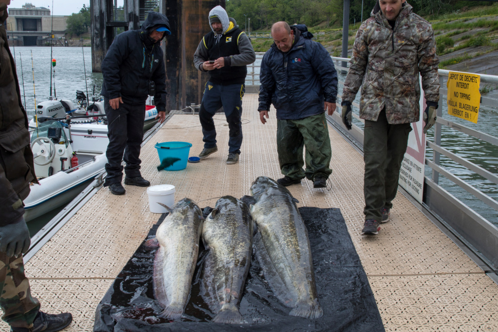 3 jours de pêche sur le Rhône Peche_18