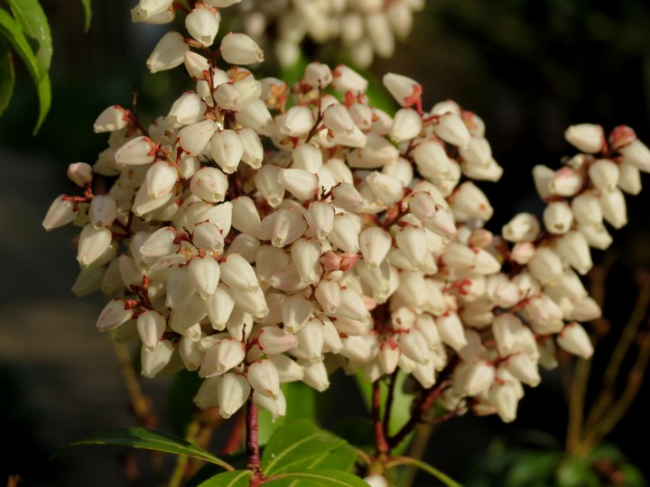 les fleurs dans mon jardin mars,avril 2014 Img_0723