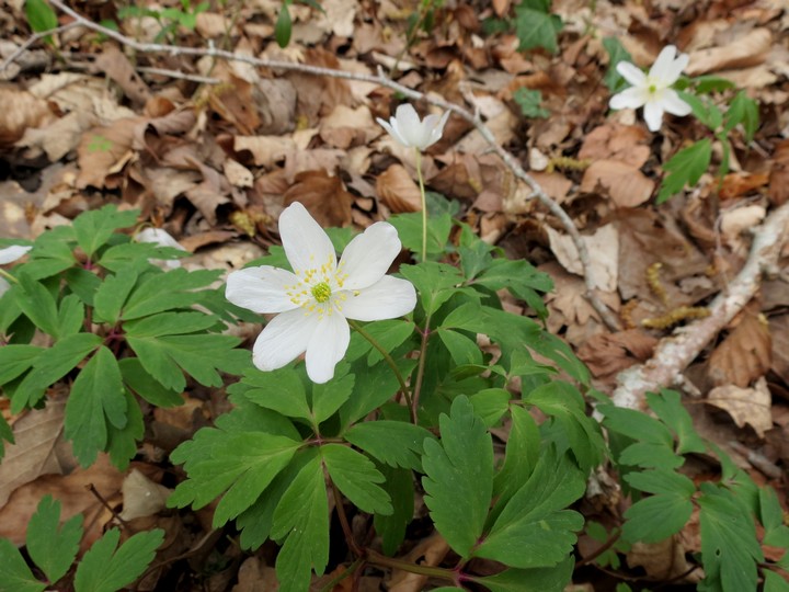 la nature repart ,les fleurs annoncent les beaux jours Img_0826