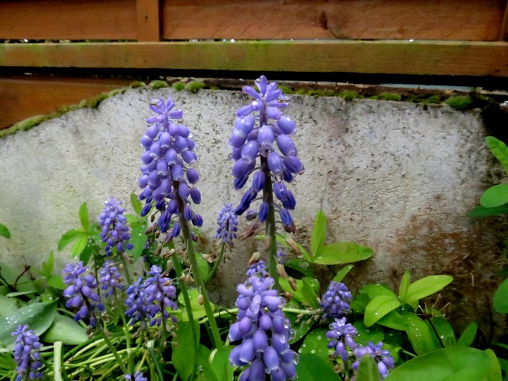 les fleurs dans mon jardin mars,avril 2014 Img_0922