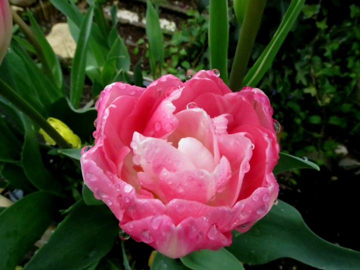 les fleurs dans mon jardin mars,avril 2014 Img_0925