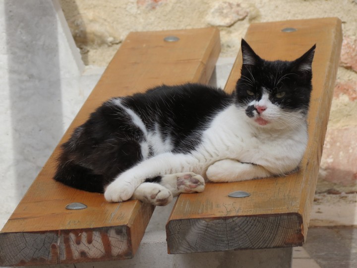 chats en roussillon  Img_7712