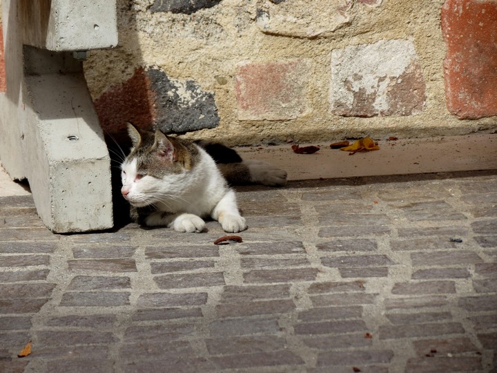 chats en roussillon  Img_7714