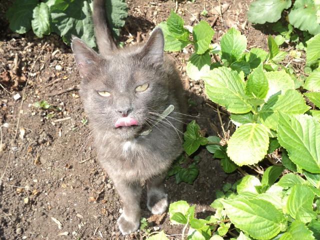  VLADIMIR , européen bleu , 9 ans , M  - Page 2 Dsc04111