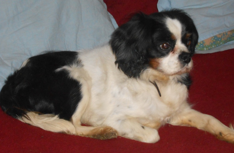 UPPHYE, Cavalier King charles- 10 ans - F Dscn1010