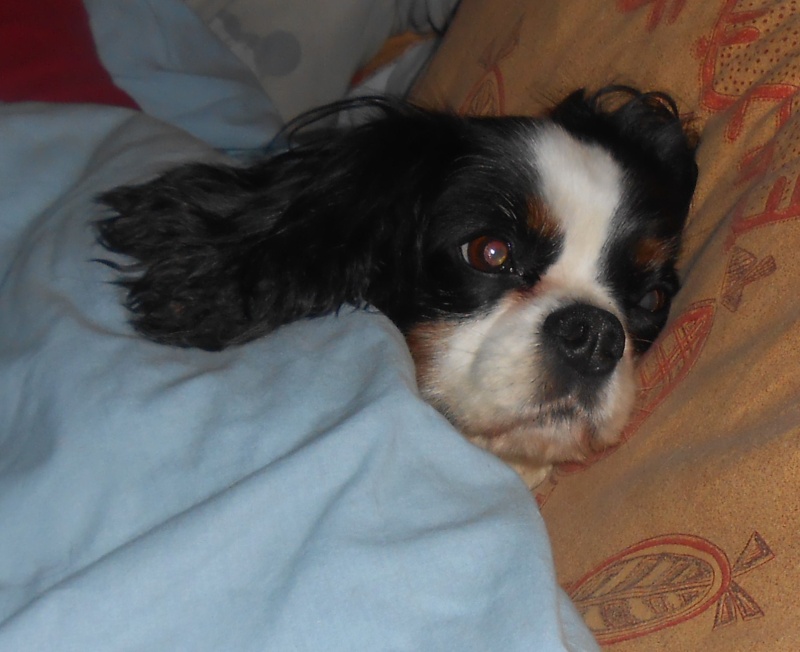 UPPHYE, Cavalier King charles- 10 ans - F Dscn1012