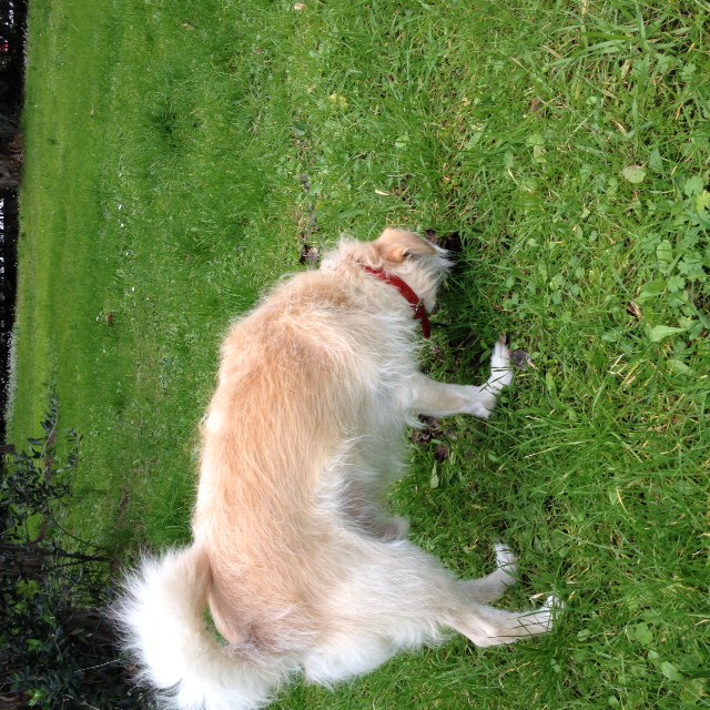 BRADY, Croisé Griffon Sable, 2 ans et demi - M Photo_14